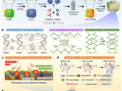임기택 강원대 교수팀, 스마트 DNA 패치 개발…감염 상처 치유 탁월